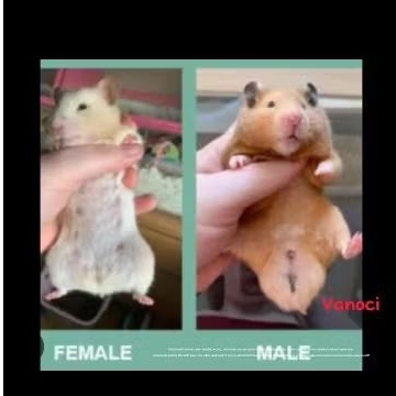 sepasang indukan hamster