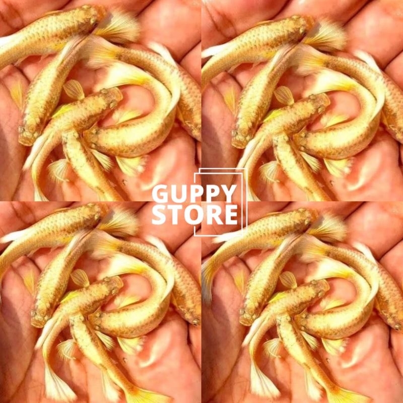 

EXTRA KARDUS AL FULL GOLD BELI 4 GRATIS 1