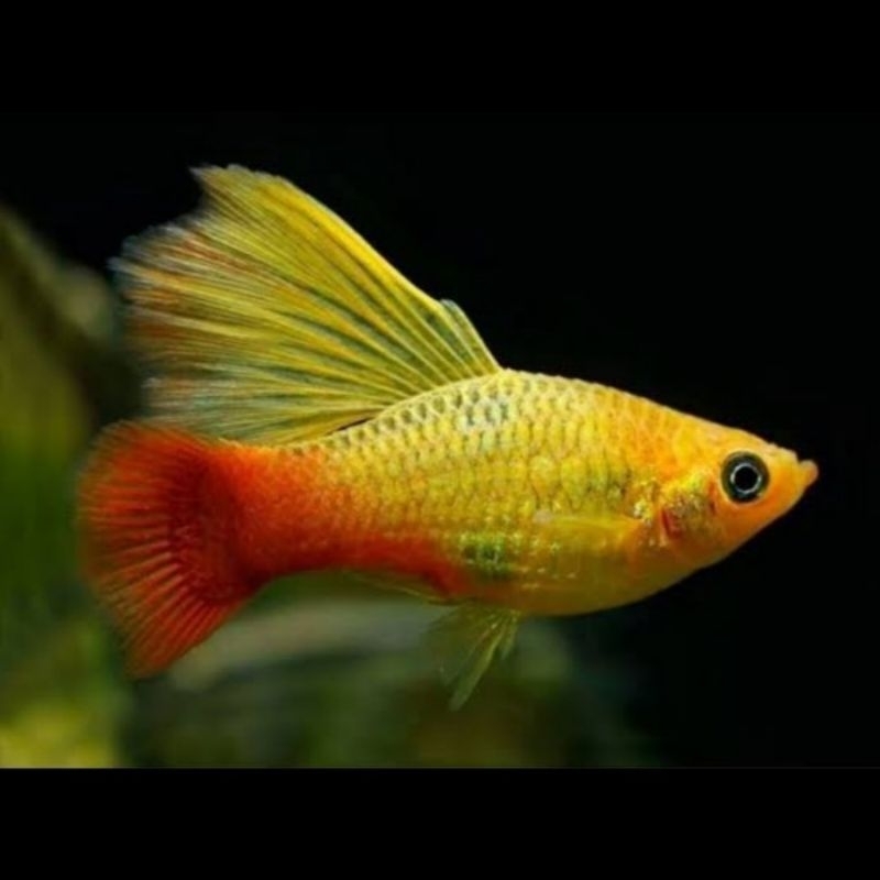 ikan hias cendrawasih per ekor