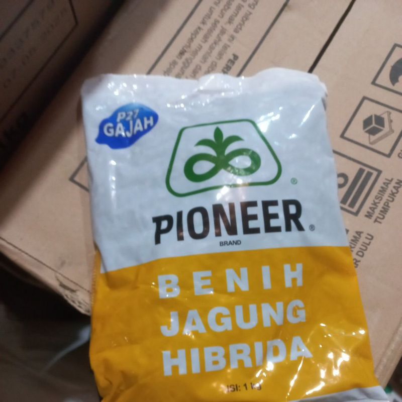 Benih jagung p27 gajah pioner