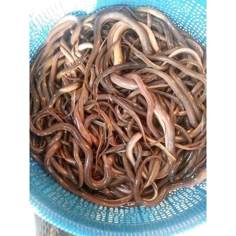 

belut sawah ukuran 20cm isi 10