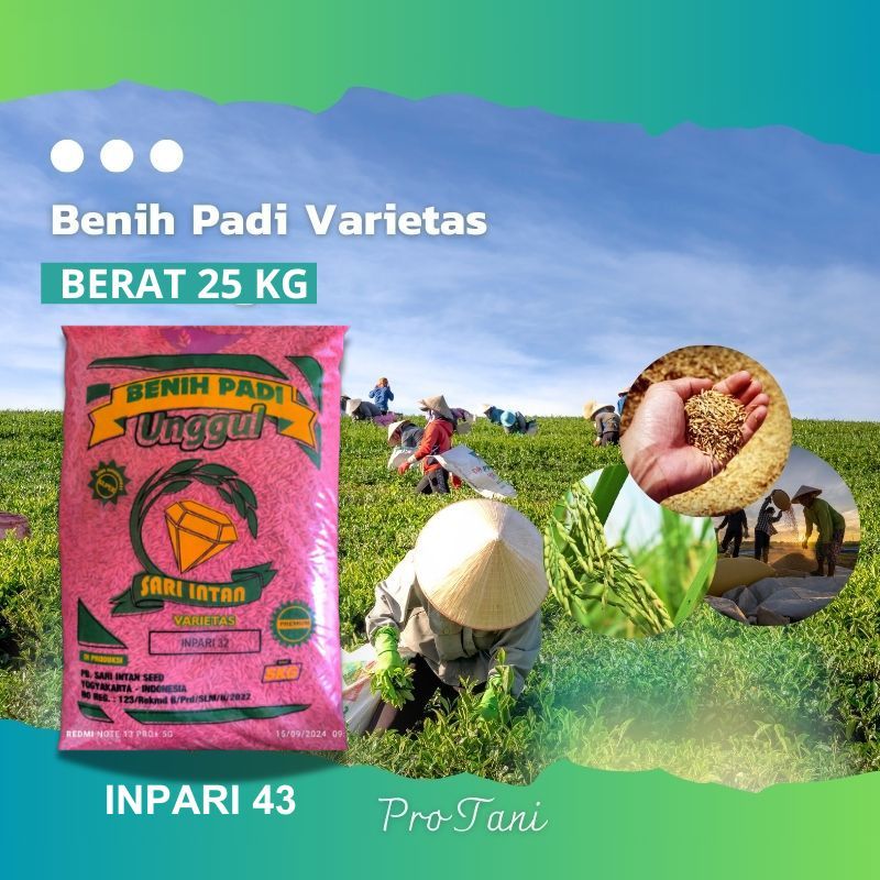 BIBIT BENIH PADI SUPER VARIETAS INPARI 43 JUMBO SARI INTAN ORIGINAL TERBARU 25 KG