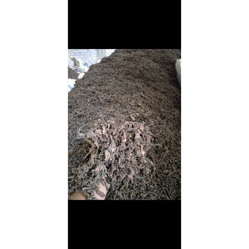 

Janggelancincau hitam kering 1kg