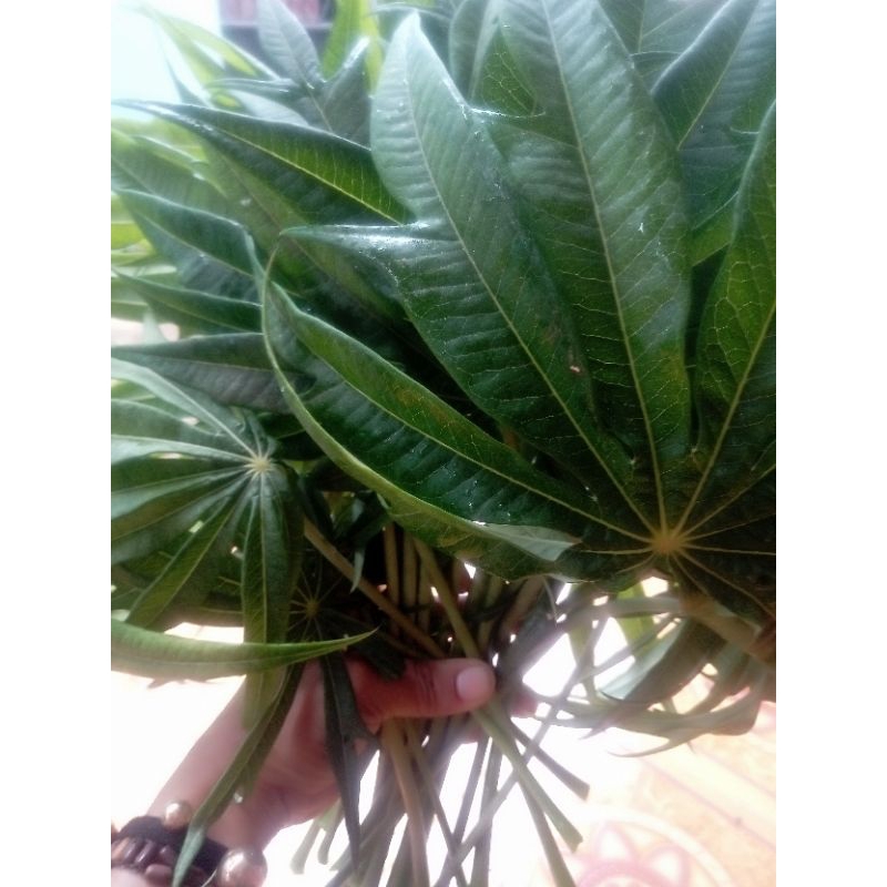 

daun betadine presh segar 1000grm