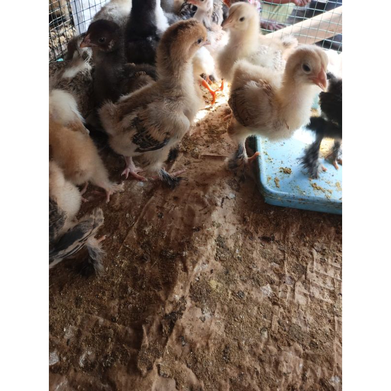 

Ayam Brahma -Ayam Hias Brahma - Brahma Asli