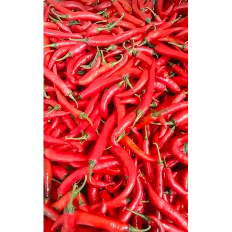 

Cabai merah
