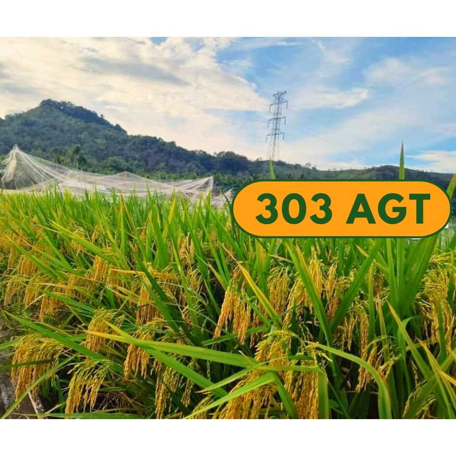 Benih padi 303 AGT | padi AGT 303 kemasan 1kg