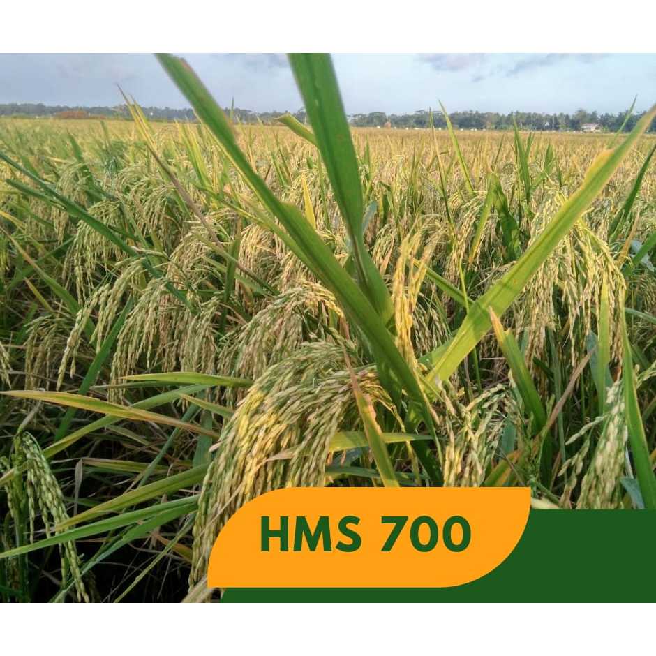 Benih padi HMS 700 | Benih padi unggul HMS 700 kemasan 1 kg