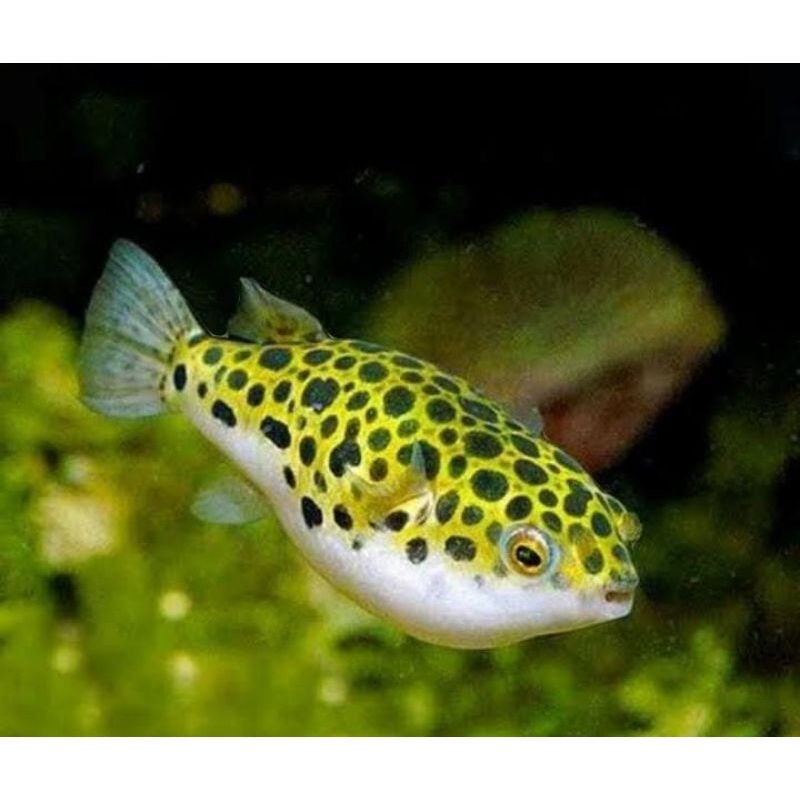 ikan (buntal) ikan hias air tawar