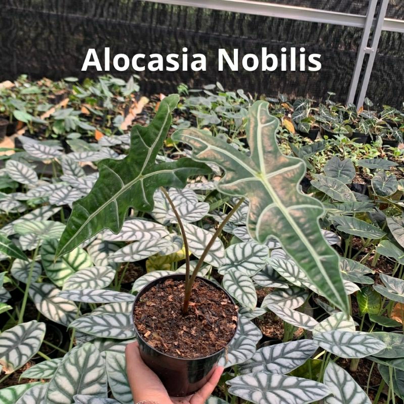 Tanaman Hias Alokasia | Alocasia Nobilis | ukuran M