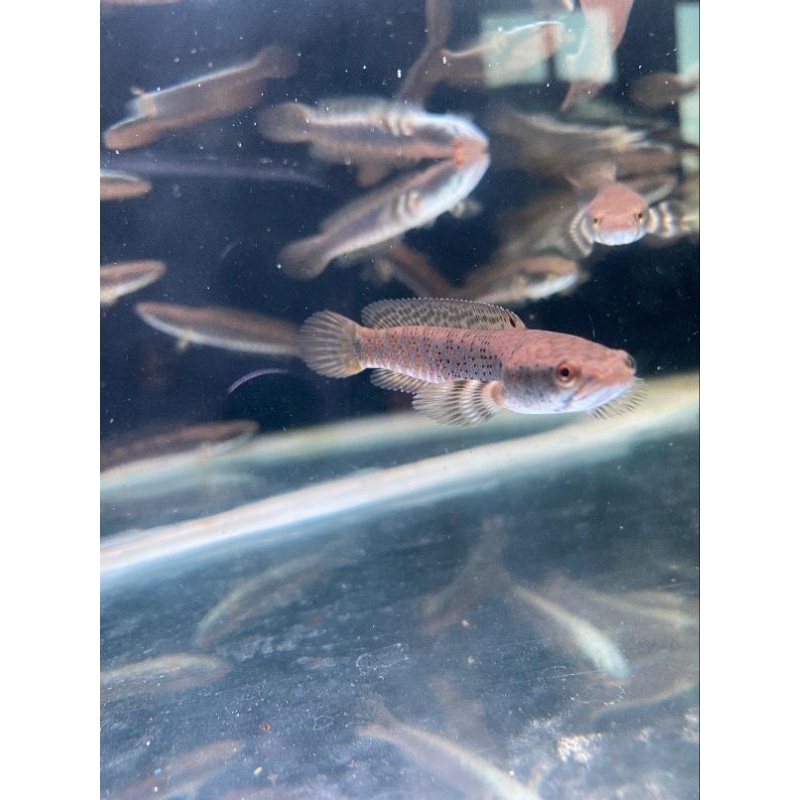 CHANNA BLUE PULCHRA 8-9CM FULL PELET