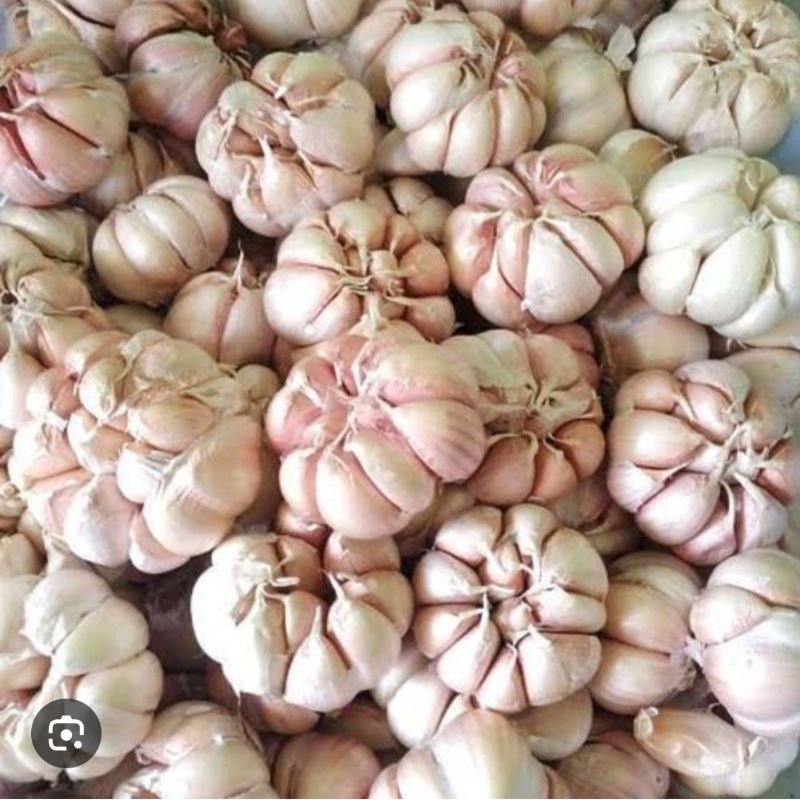 

Bawang putih kotor 1kg
