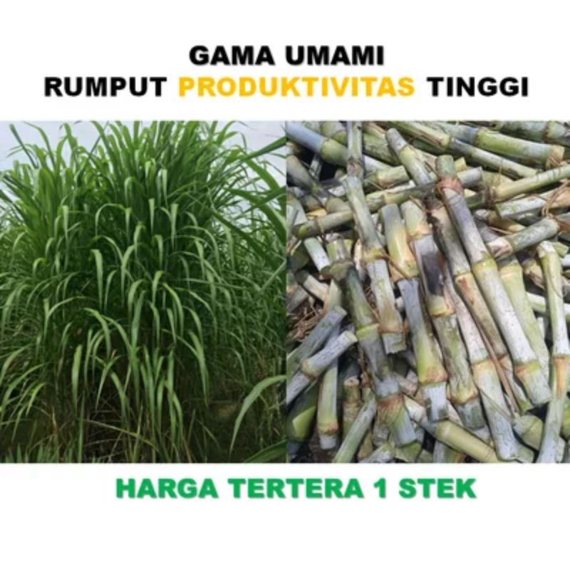 Bibit Rumput Gama Umami
