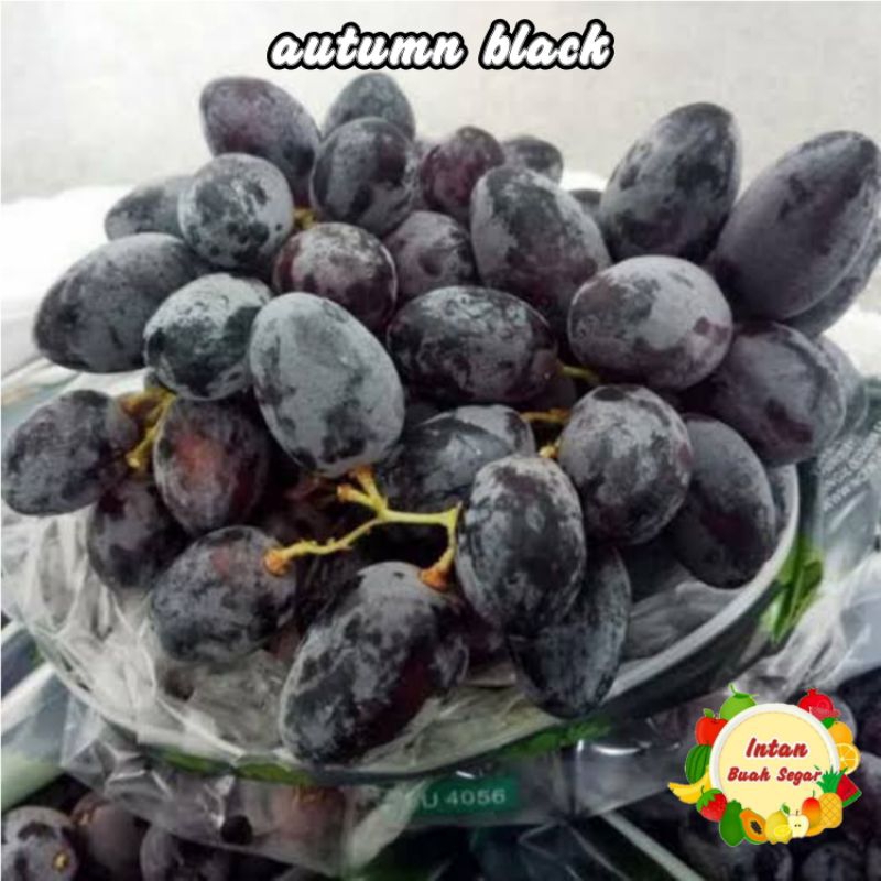 

Buah anggur hitam autumn pack mika 500Gram Tanpa biji manis / Buah anggur autumn / Buah anggur import manis