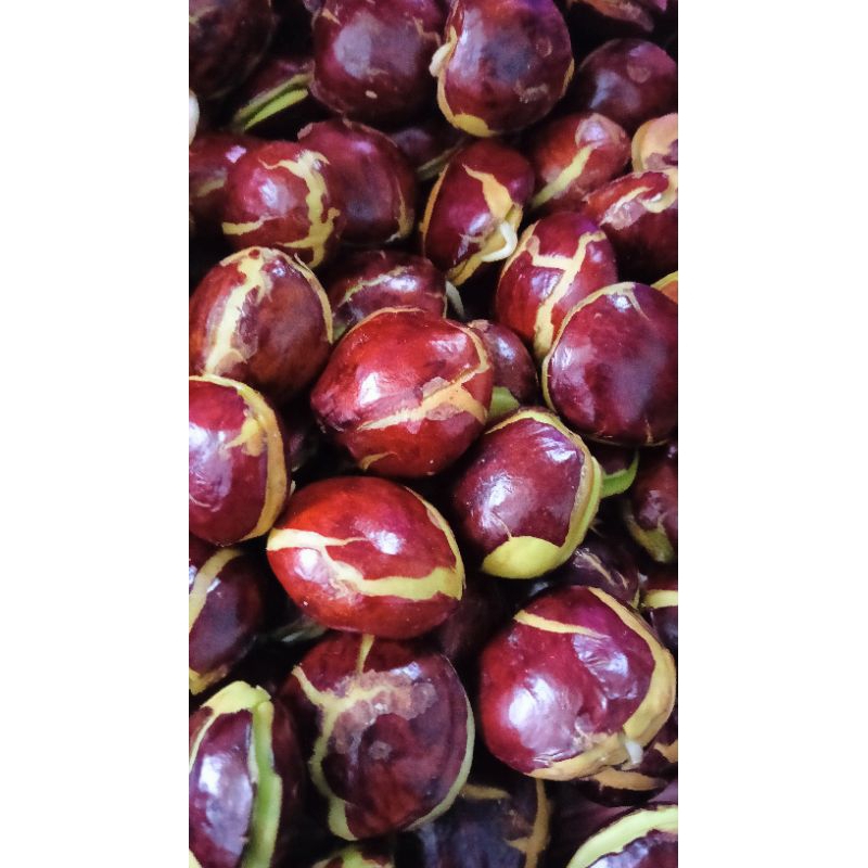 

jengkol sepi