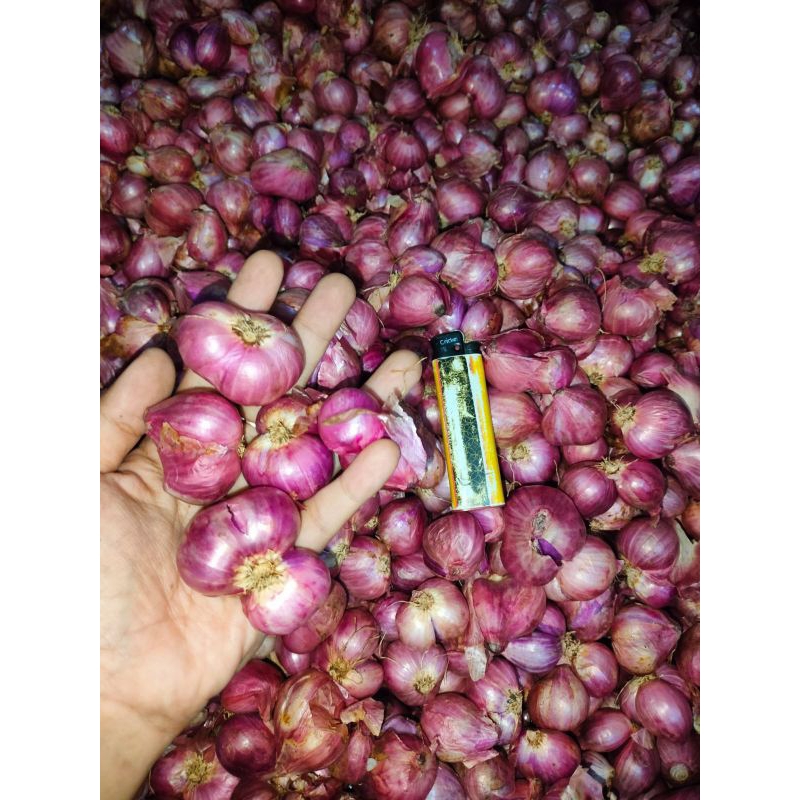 

Bawang Merah Besar Berat 1/4kg
