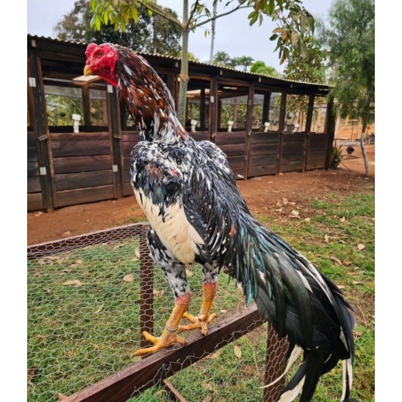 Telur ayam shamo, peranakan ayam shamo