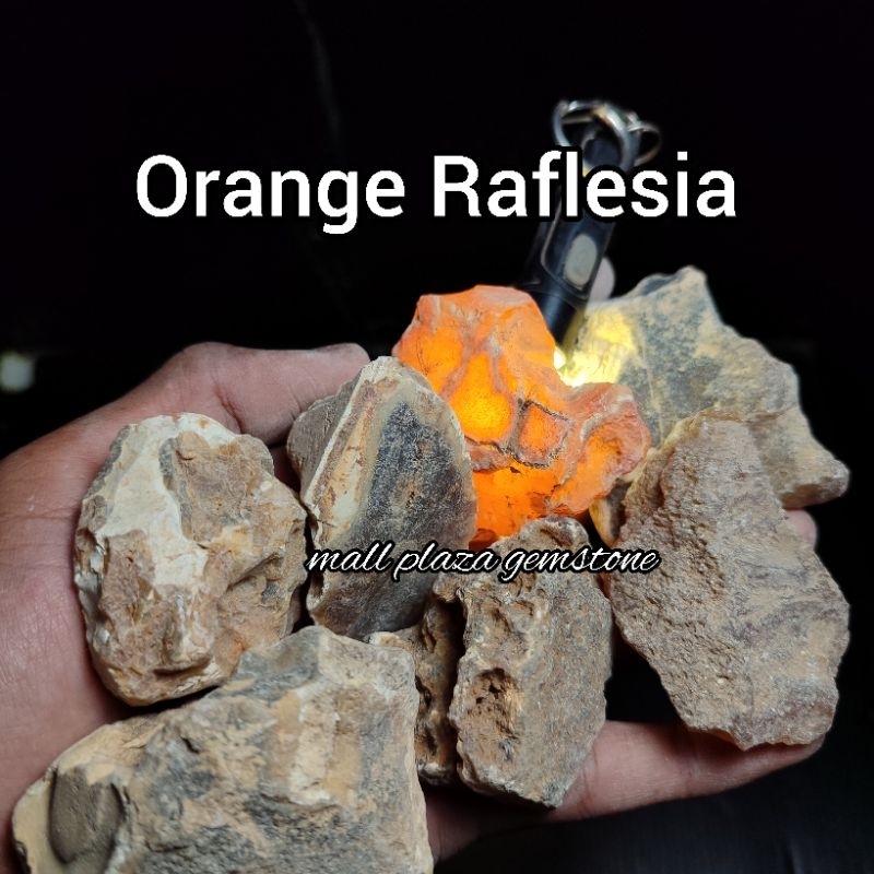 batu raflesia orange asli natural / bongkahan batu raflesia / bongkahan batu cempaka