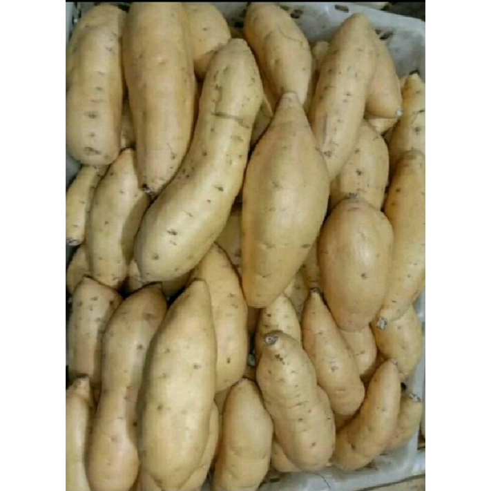 

Ubi madu cilembu fresh spek A.B
