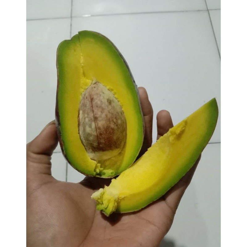 

Alpukat Mentega Medium - Buah Alpukat Segar