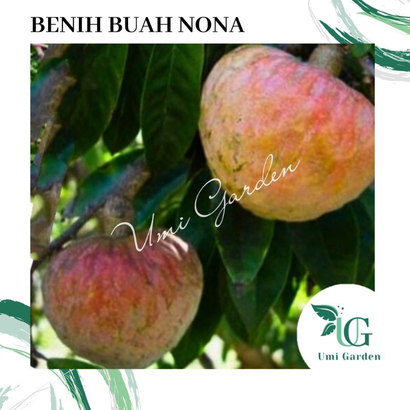 2 Biji Benih Buah Nona Srikaya merah