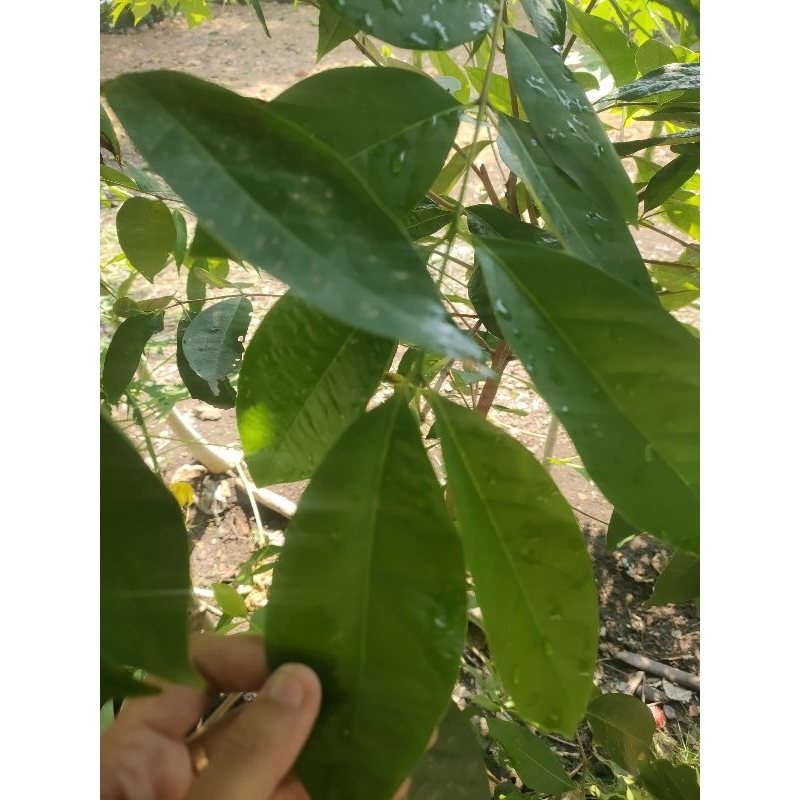 

daun salam 100g untuk masak dan hebal alami