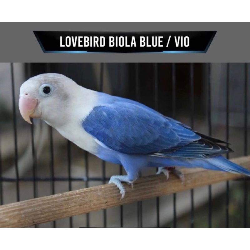 Burung Lovebird Biola Blue pilihan