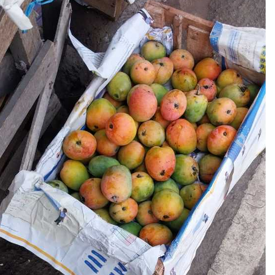 

Mangga Gedong Gincu Kualitas Premium