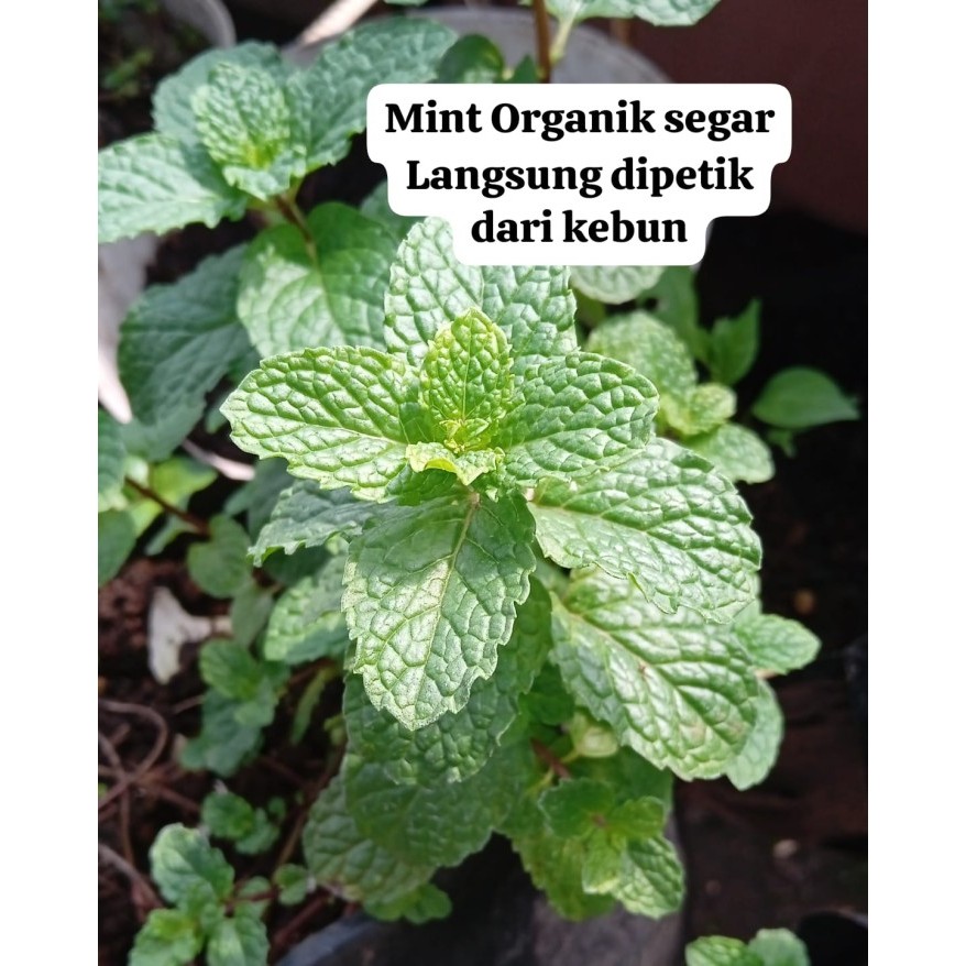 

Sayur Daun Herbal Mint Organik Segar