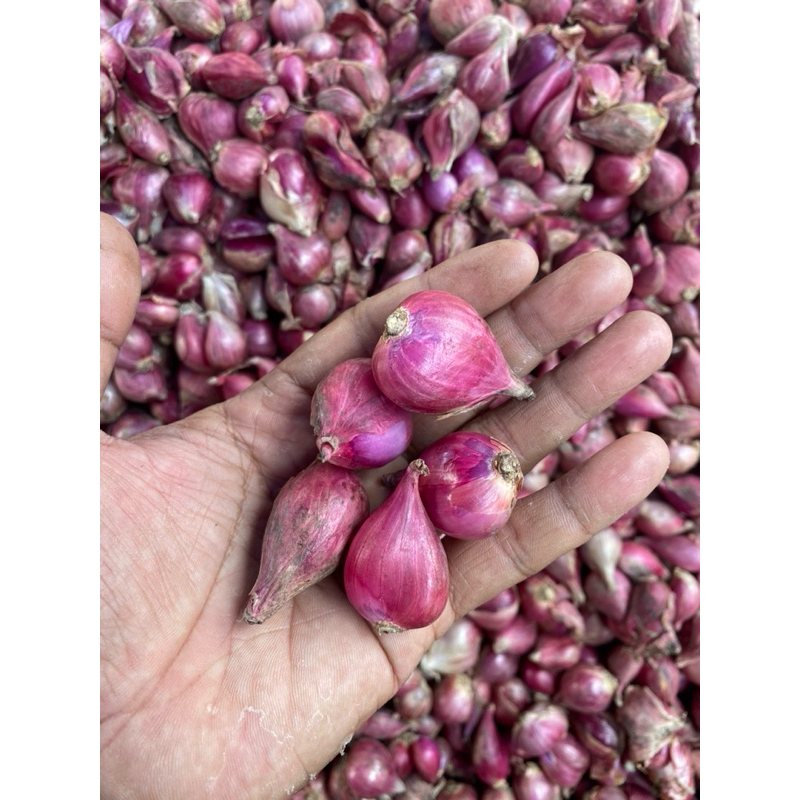 

BAWANG MERAH MURAH BREBES ASLI 500gr UKURAN BESAR