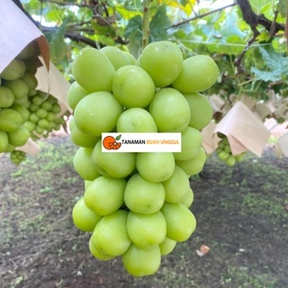 Bibit Anggur Shine Muscat Grafting Super