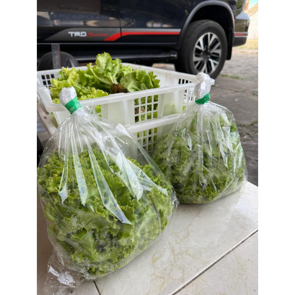 

Selada Hidroponik Korea Swedia 250gr