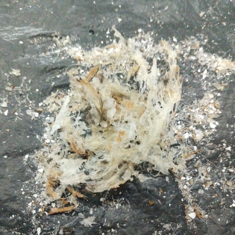 

sarang walet serbuk sesetan