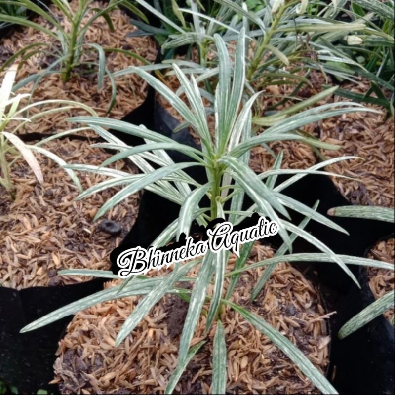 Tanaman Hias Lohansung Varigata Murah Ekonomis Variegata