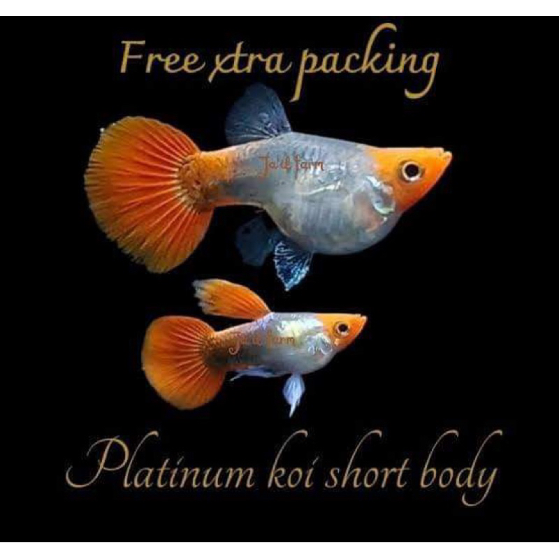 

Stiker Platinum Koi Balon Short Body Top Gen Bukan Buku Tulis