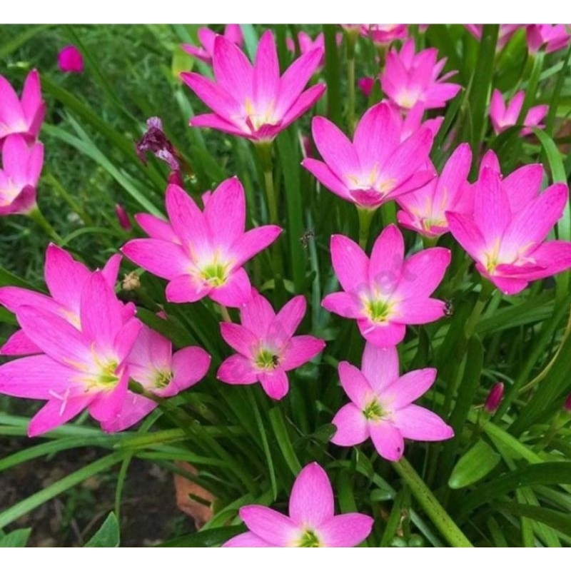 Bibit Bunga Rain Lily Unggul - Mudah Tumbuh & Indah