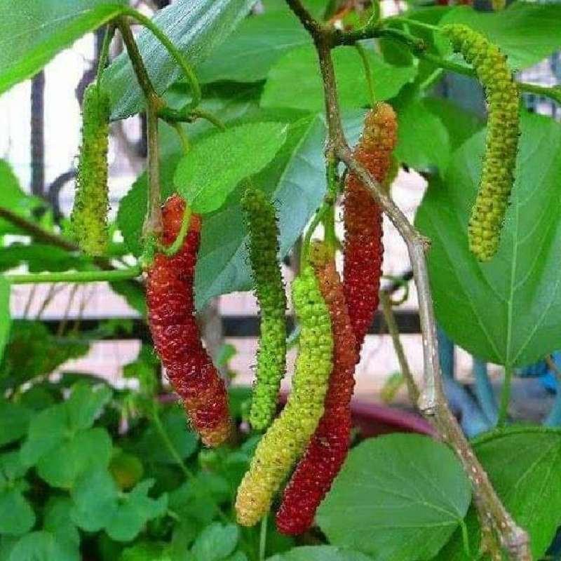 Bibit Long Murbei VALID, hasil Cangkok