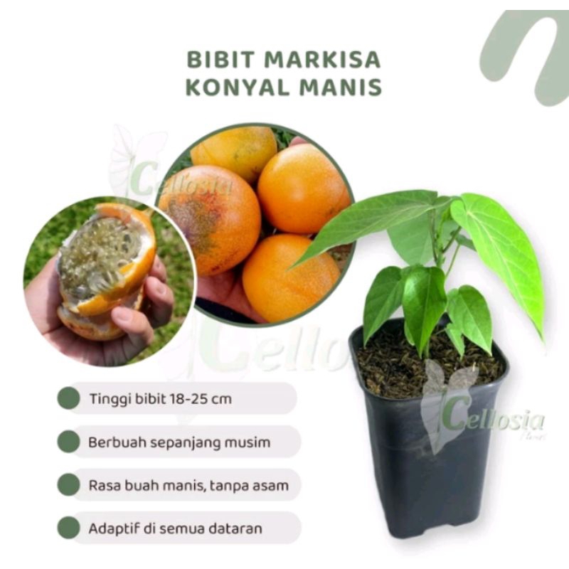 Bibit Tanaman Buah Markisa Konyal Manis Orange / Markisa Madu