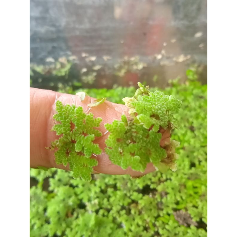 Azola, tanaman apung mini, starter