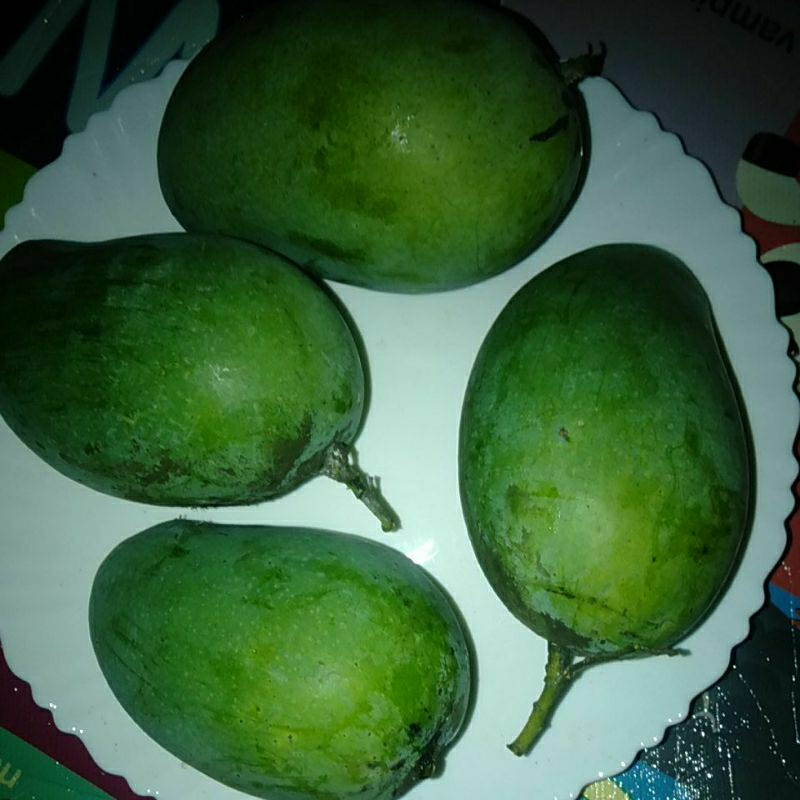 

Buah Mangga Muda pencit harummanis