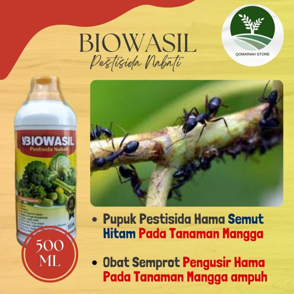 Pestisida semut hitam pohon mangga terbaik -BIOWASIL 500ML - Obat semprot basmi semut hitam tanaman 