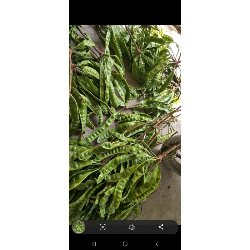 

Pete Petai Segar Murah Besar