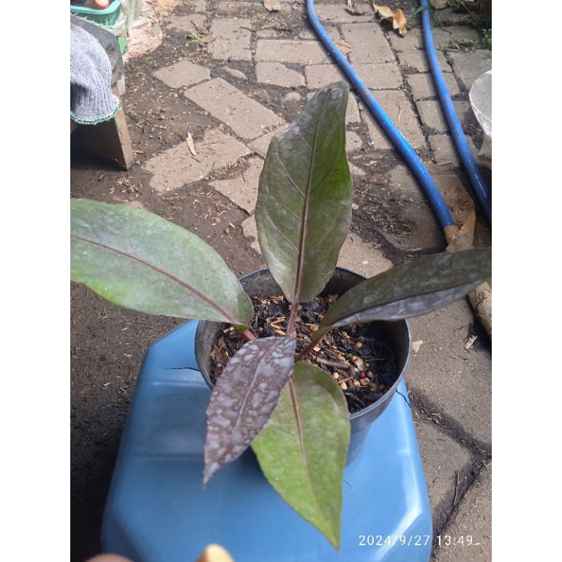 anthurium hokeri black red varigata