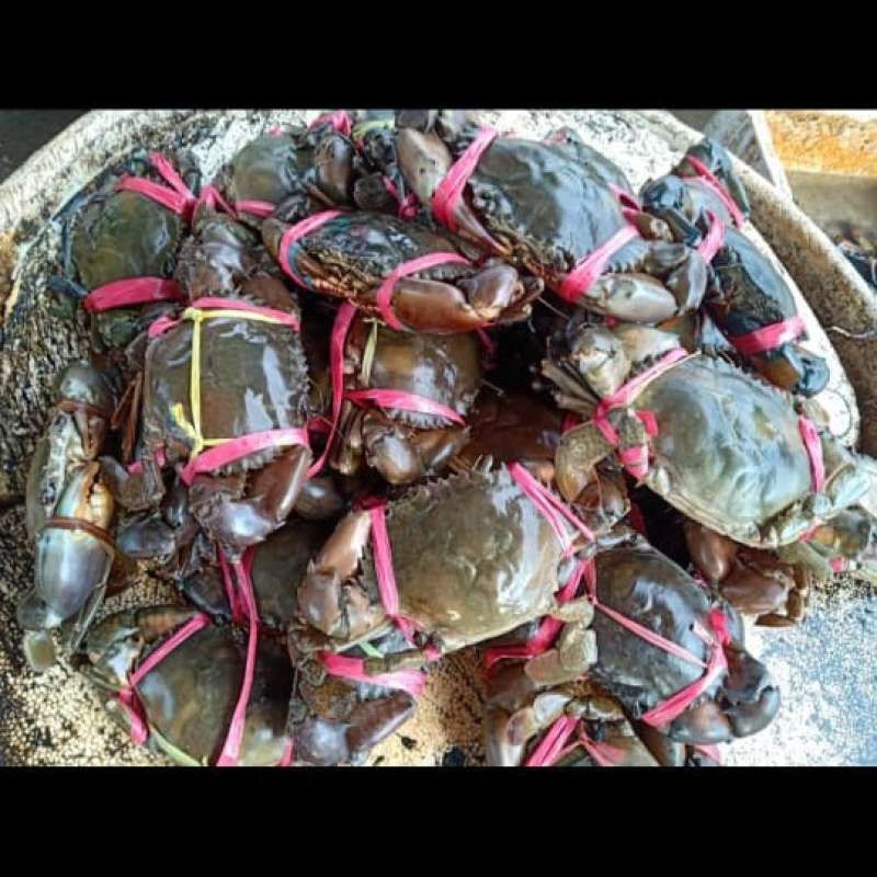 

kepiting ukuran kecil 500 gr