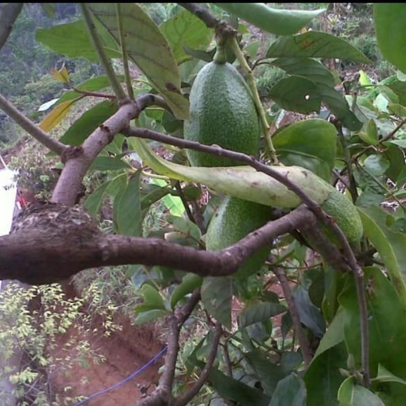 

Benalu alpukat benalu pohon alpukat segar petik langsung 1kg