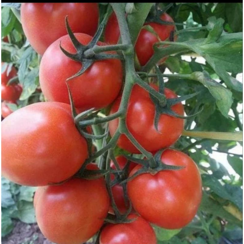 25 BUTIR - BENIH TOMAT OPTIMA F1 ( Kemasan Repack )