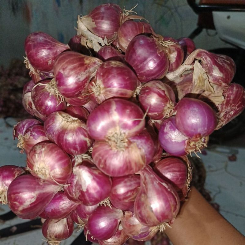 

bawang merah protolan super full jumbo