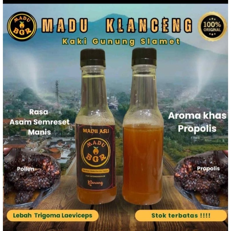 

MADU KLANCENG/KELULUT LAEVICEPS