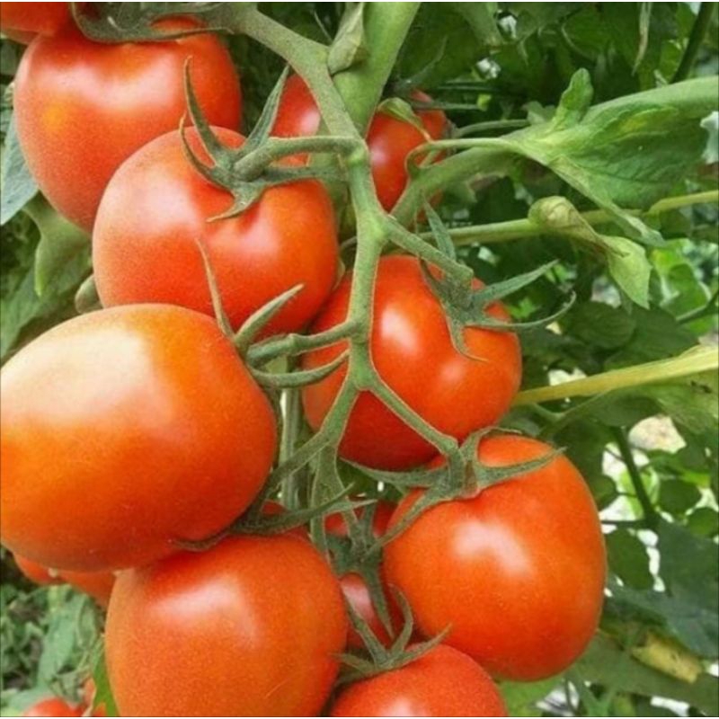 25 Butir - BENIH TOMAT OPTIMA ( Kemasan  Repack  )