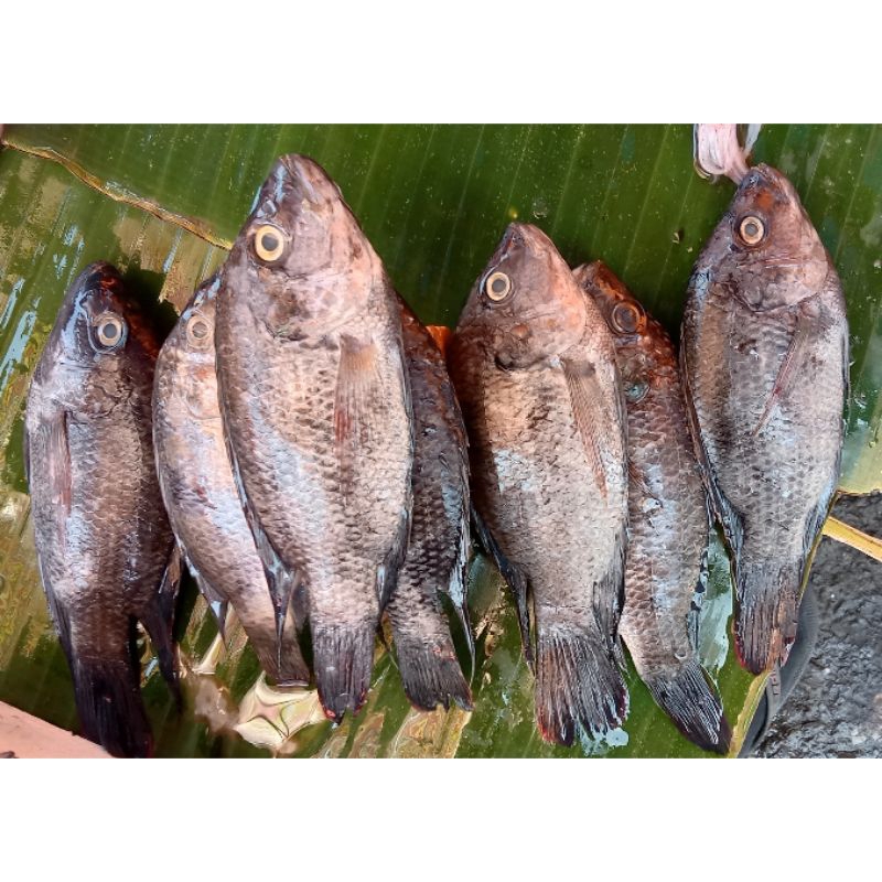 

Ikan Mujairi Makassar 25.000-Isi 4-5Psc